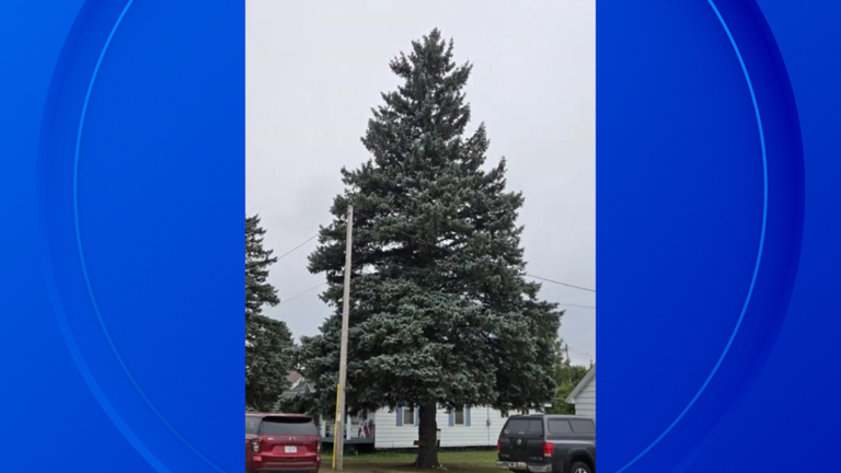 Michigan selects official state Christmas tree for 2026