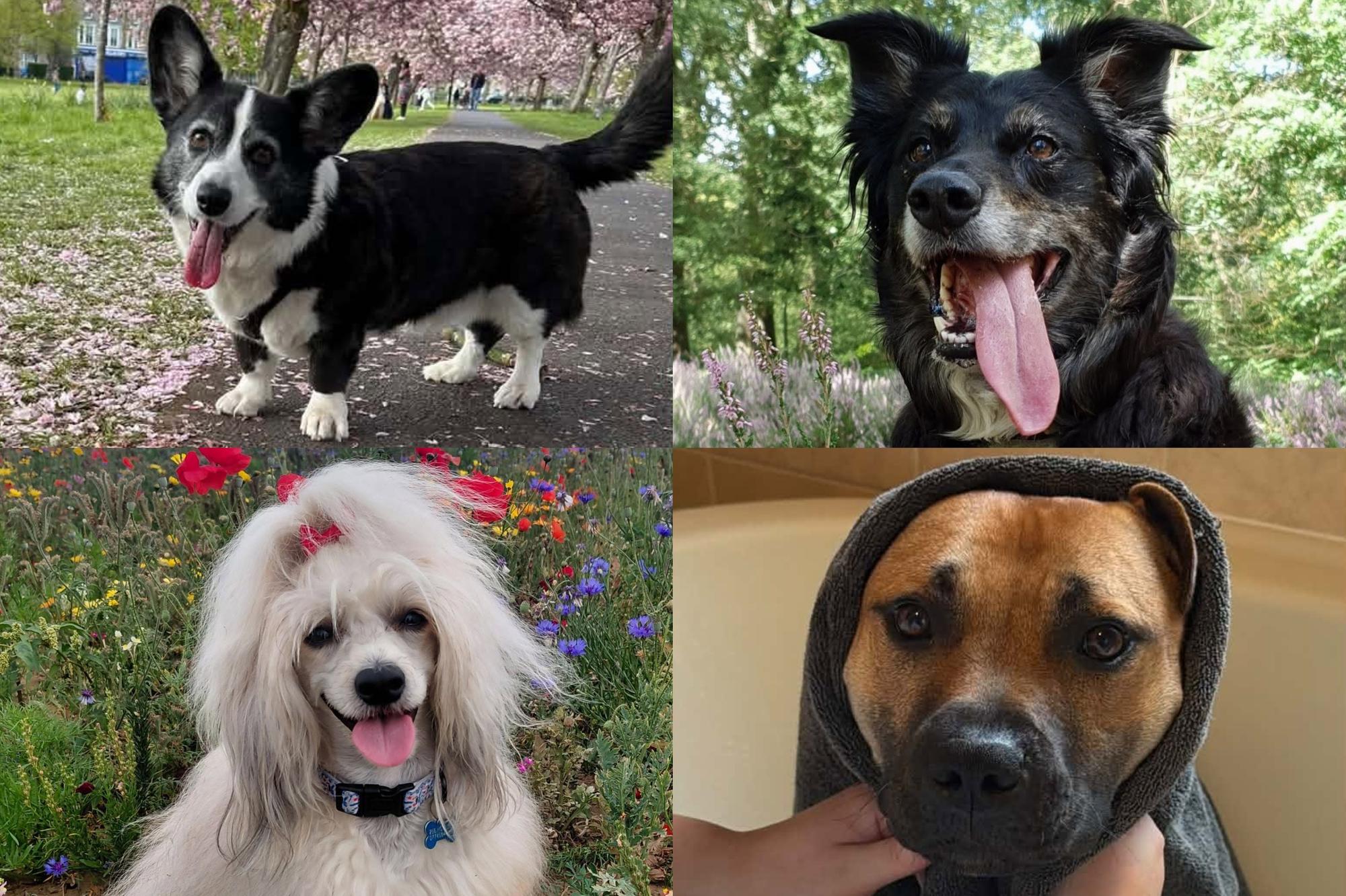 National Dog Week: 21 photos of Harrogate Advertiser readers' four ...