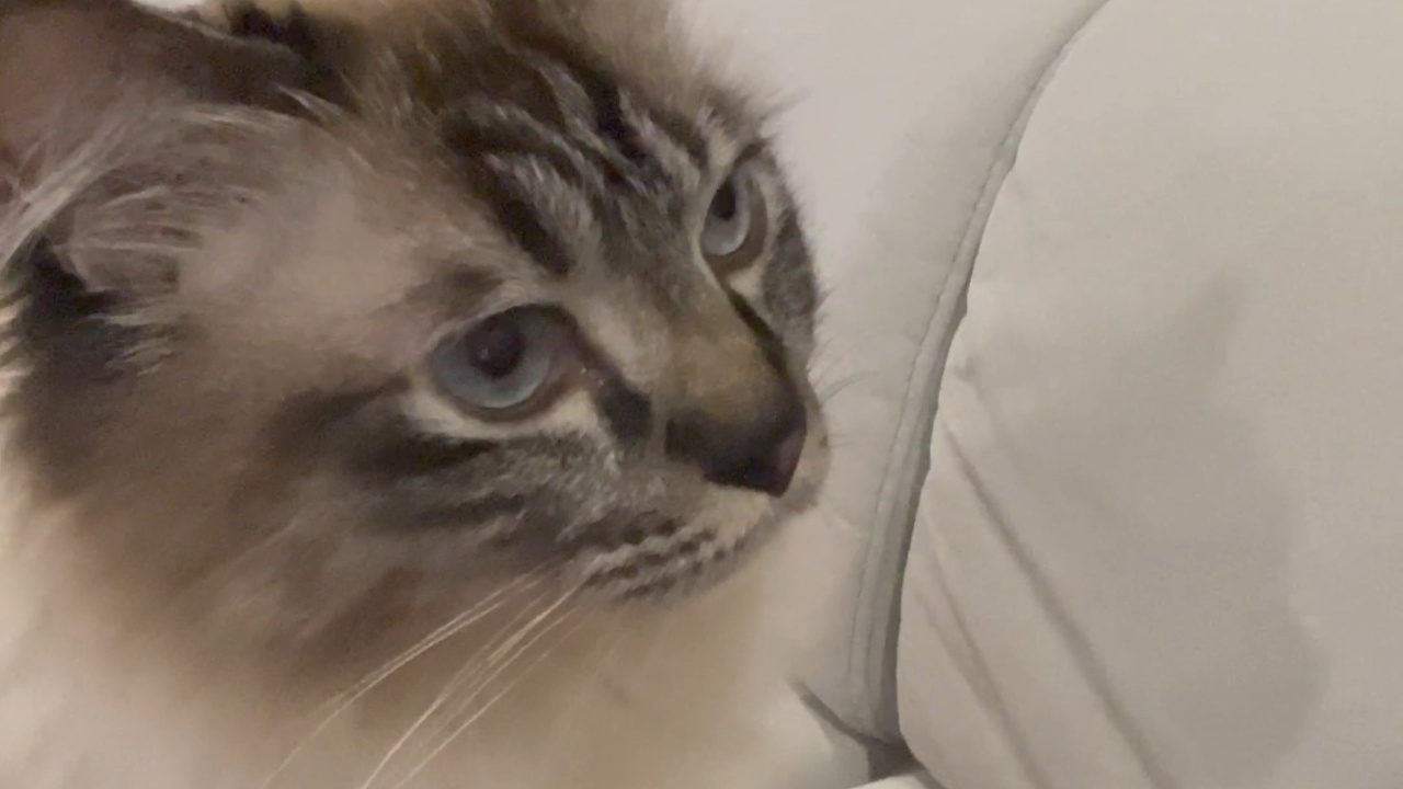 Cat mimics its owner's loud wolf howl