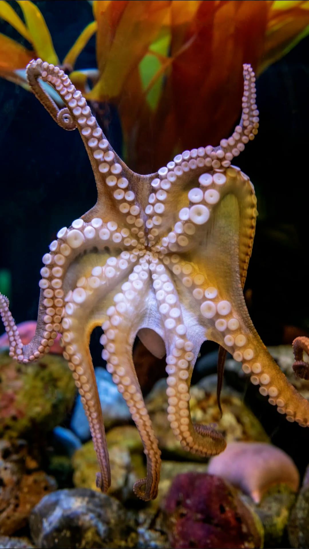 Why octopuses have nine brains (and what it tells us)