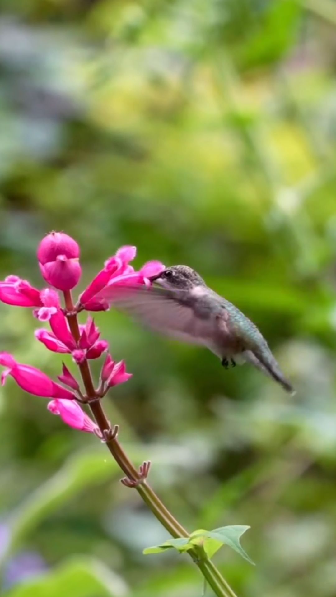 How ruby throated hummingbirds beat their wings so fast