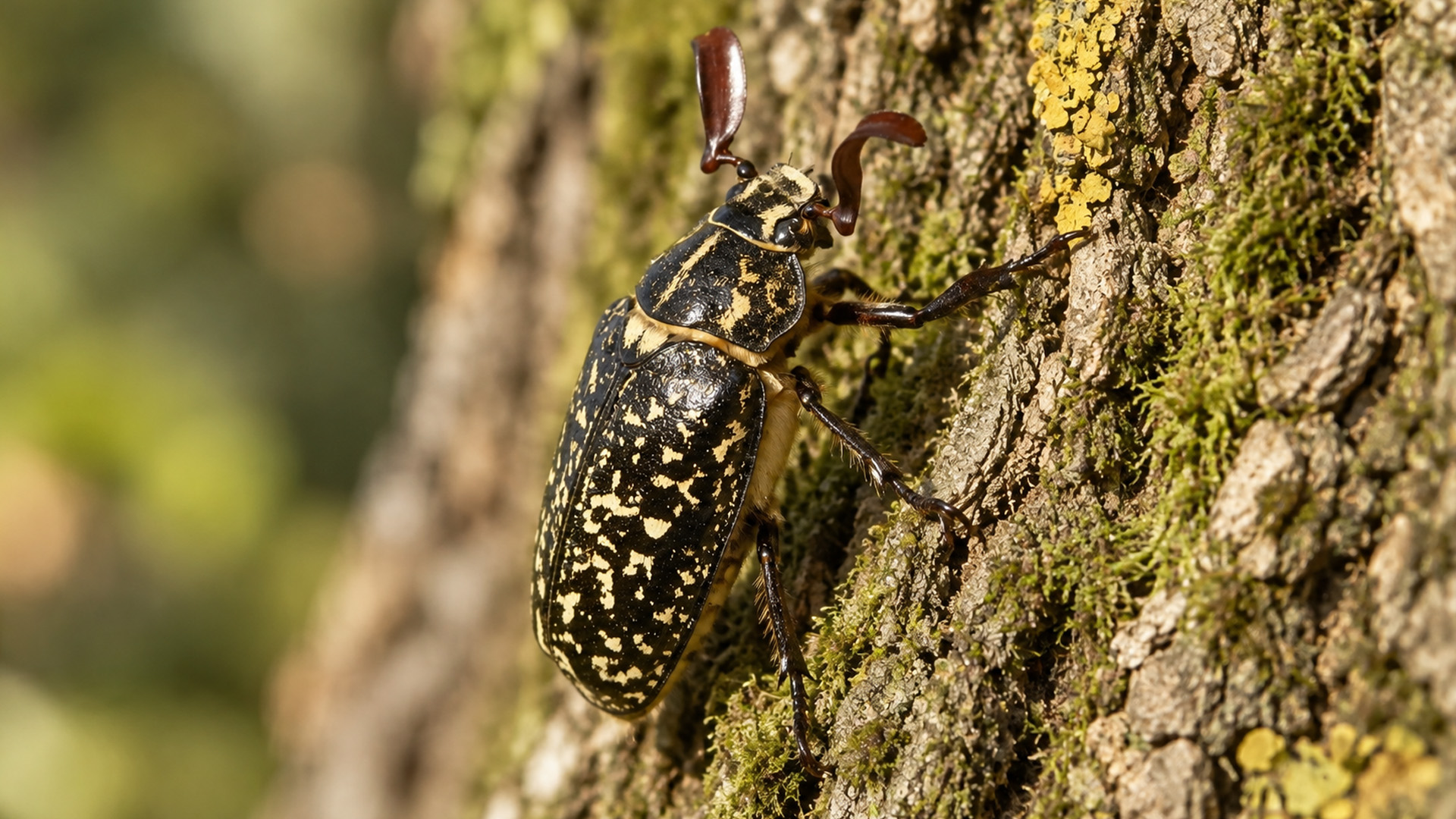 Scarab beetle climbs rough tree bark while hidden camera records nearby