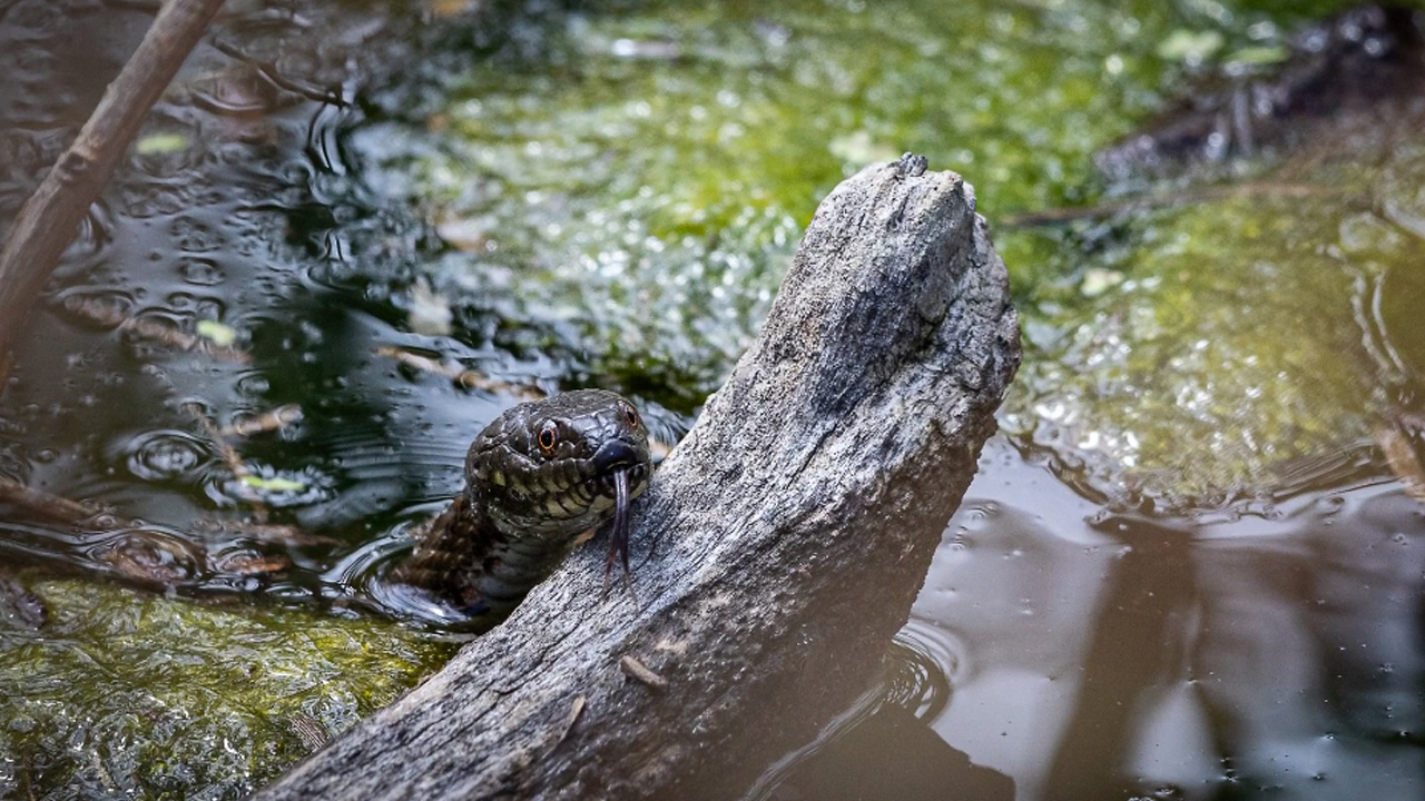 Capturing wild insects and water snakes in close-up macro photography