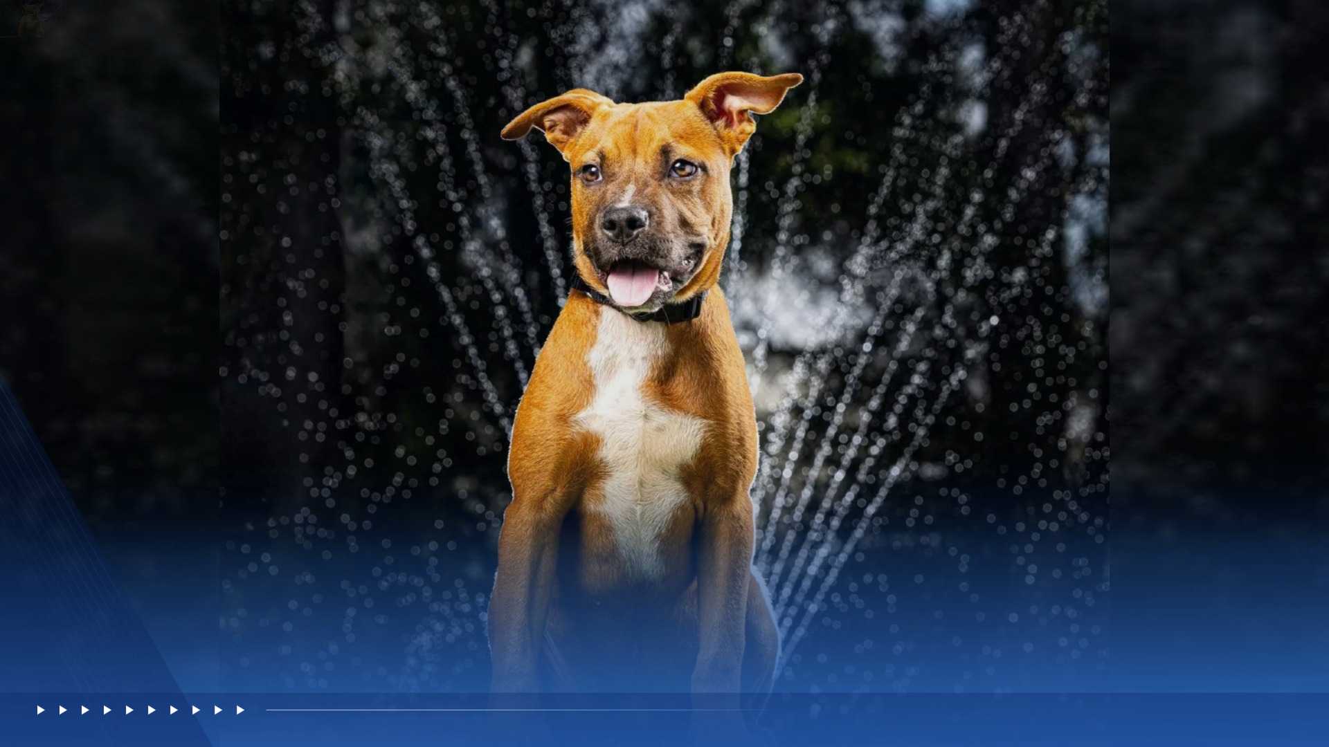 WPBF to the rescue: Helping animals find forever homes