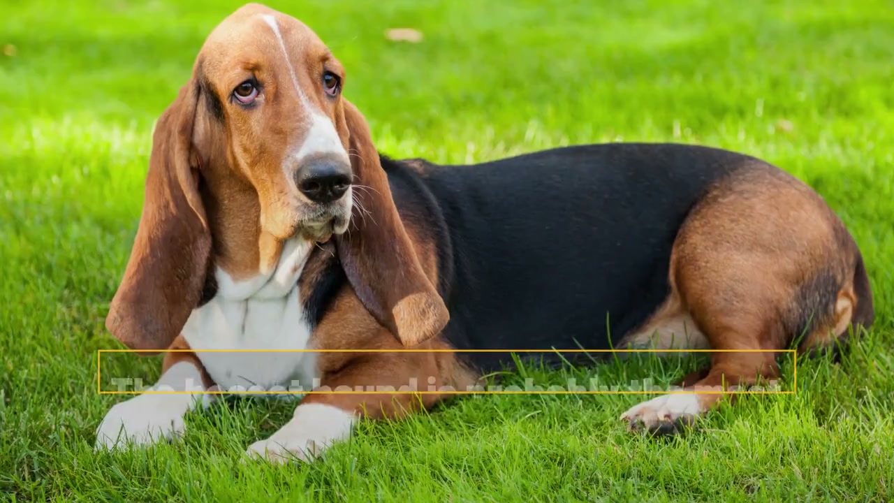 6 cute dog breeds with floppy ears