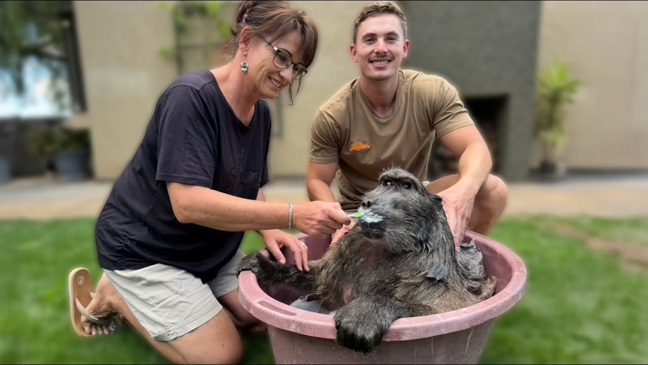 Cindy the baboon takes on bath time