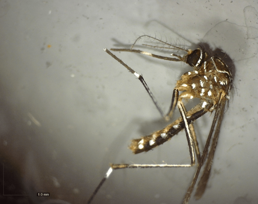 'Unknown' mosquito found in Portland could carry West Nile virus ...