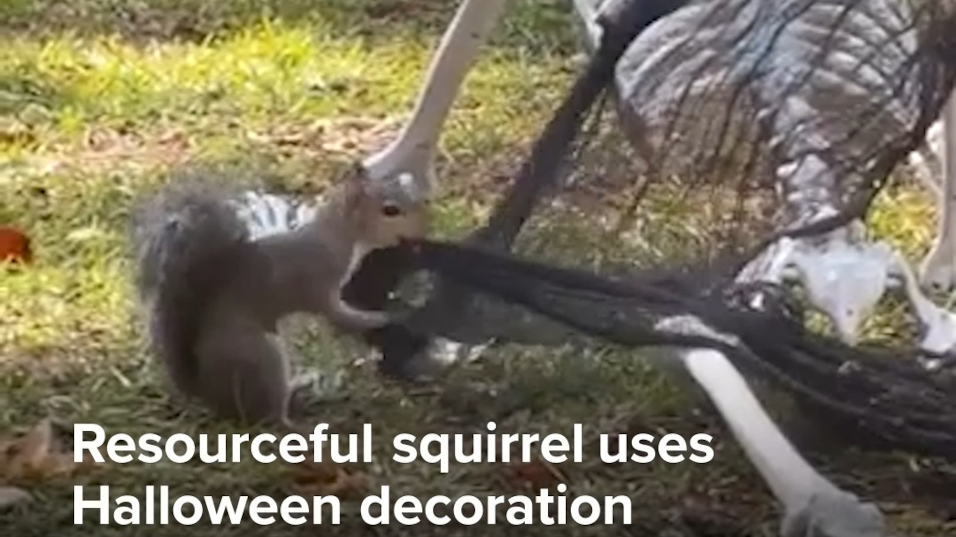Resourceful squirrel uses Halloween decoration for nesting material