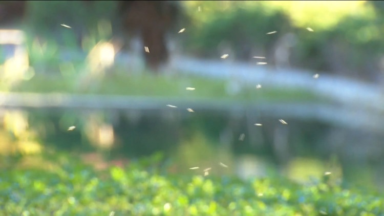 San Diego County spraying to reduce risk of West Nile virus