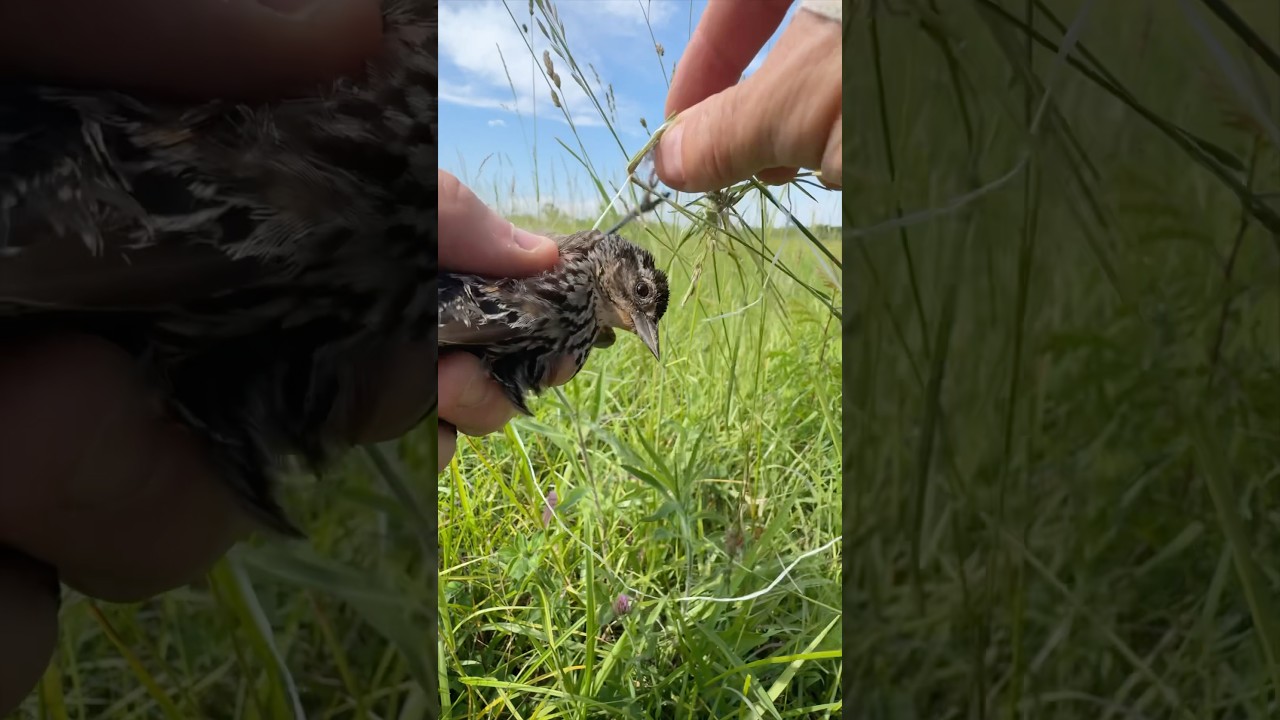 I found this bird trapped in hay bale string