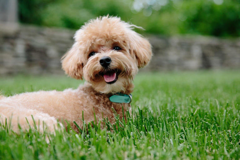 World Rabies Day 2026 event offers free pet vaccinations and ...