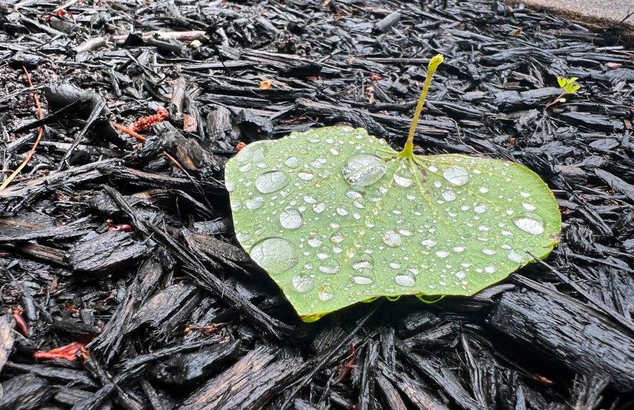 Richmond offers eco-friendly leaf collection options