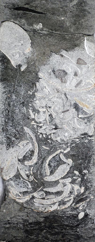 New research reveals sick sea monsters swam to shore to vomit