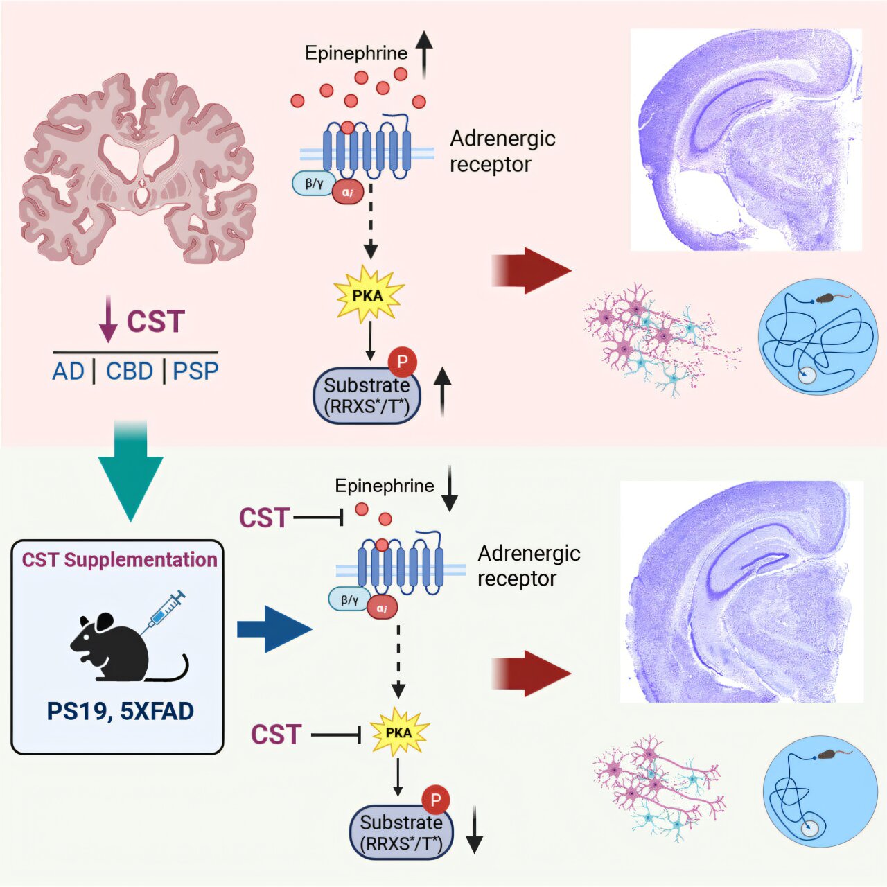 Peptide may offer multipronged approach to neurodegenerative disease