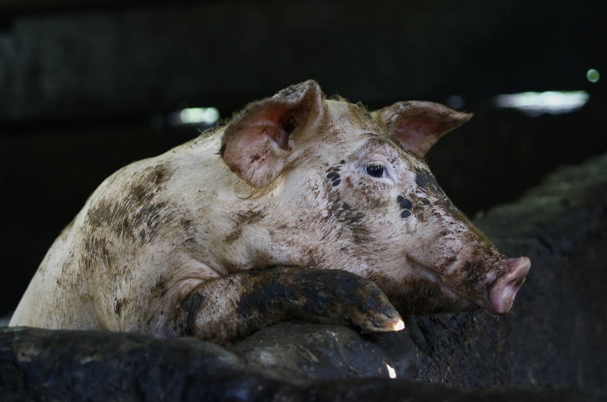 Cebu City culls 57 hogs infected with ASF virus