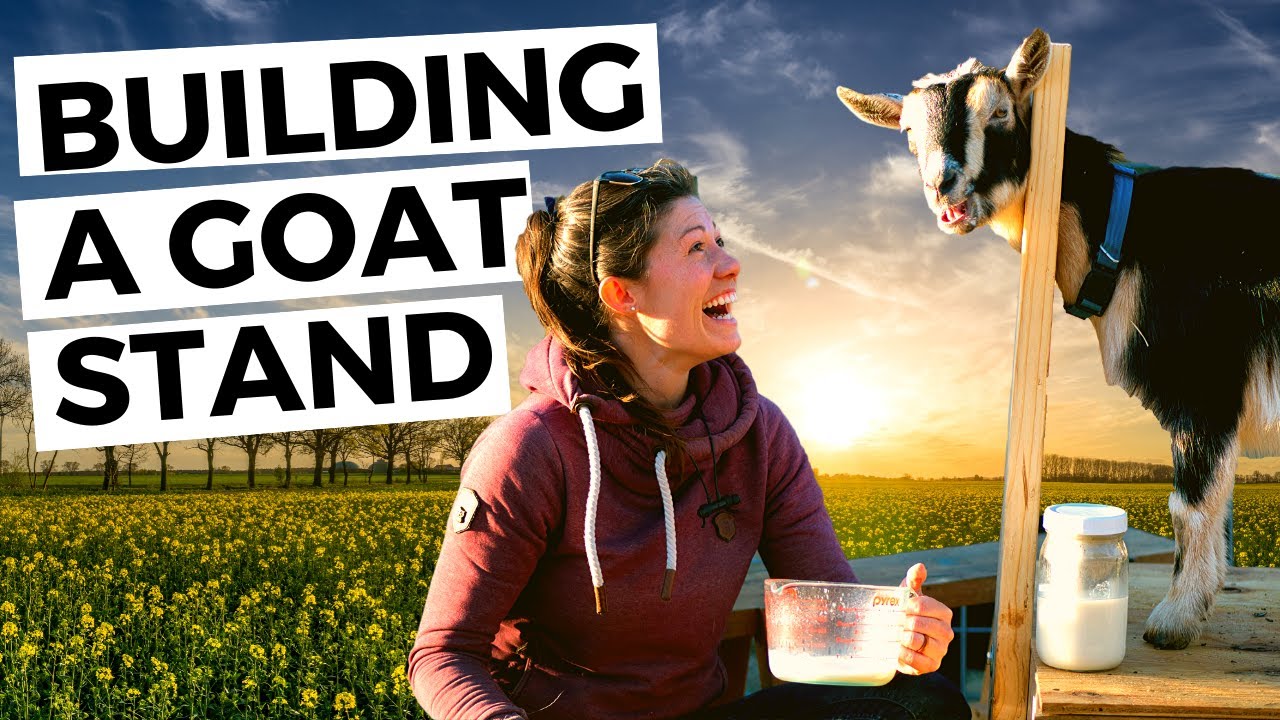 Building a goat milking stand from pallets // homesteading