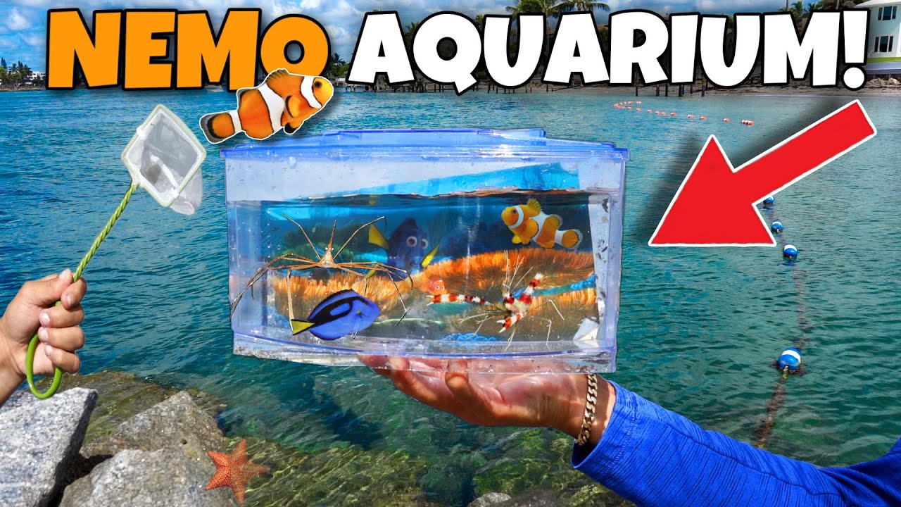 Finding sea creatures for Nemo’s aquarium