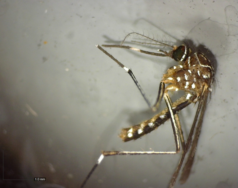 'Unknown' mosquito found in Portland could carry West Nile virus ...