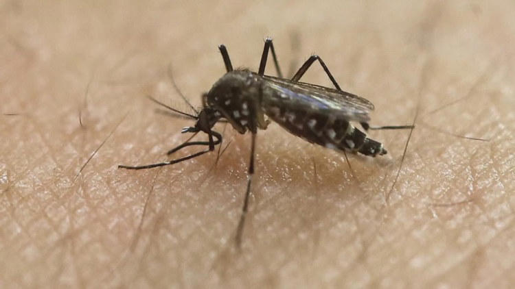 Placer County reports first West Nile virus case this season as ...