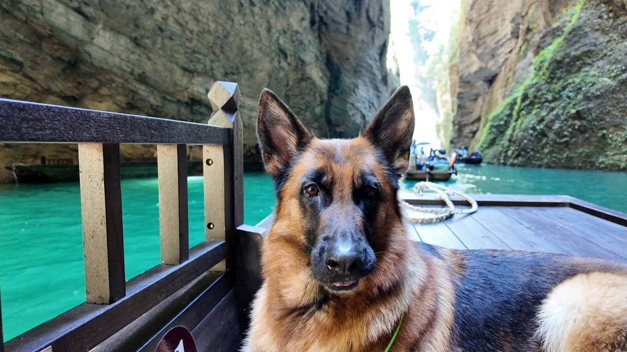 German shepherd howls along with echoes in Hunan canyon
