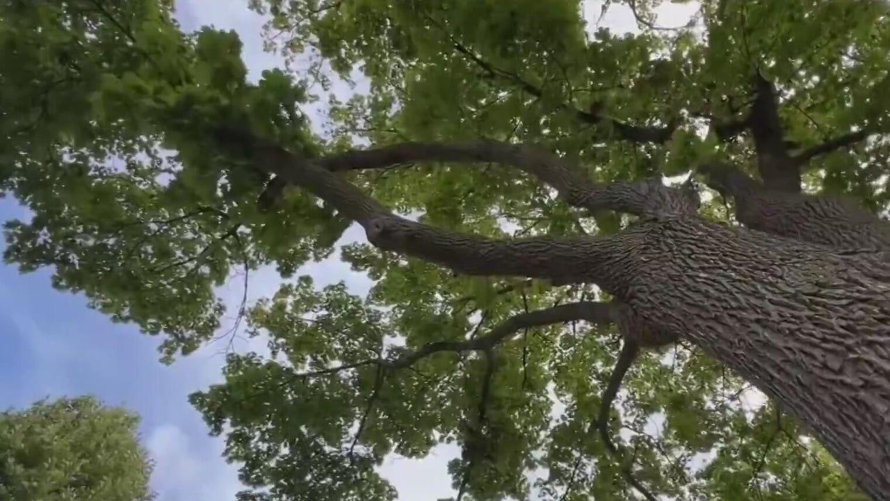 Clawson residents speak out against project to cut down trees