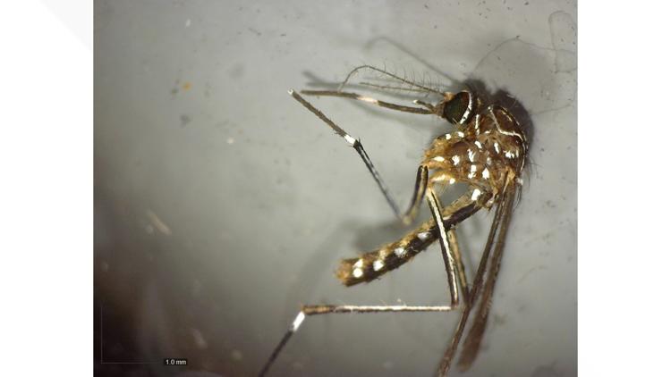 Invasive mosquito from Australia found in Multnomah County for first time