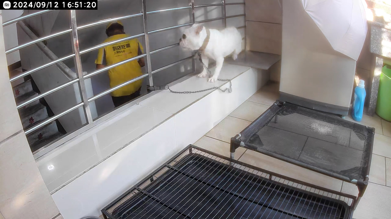 Albino pug barks after waking on stairs