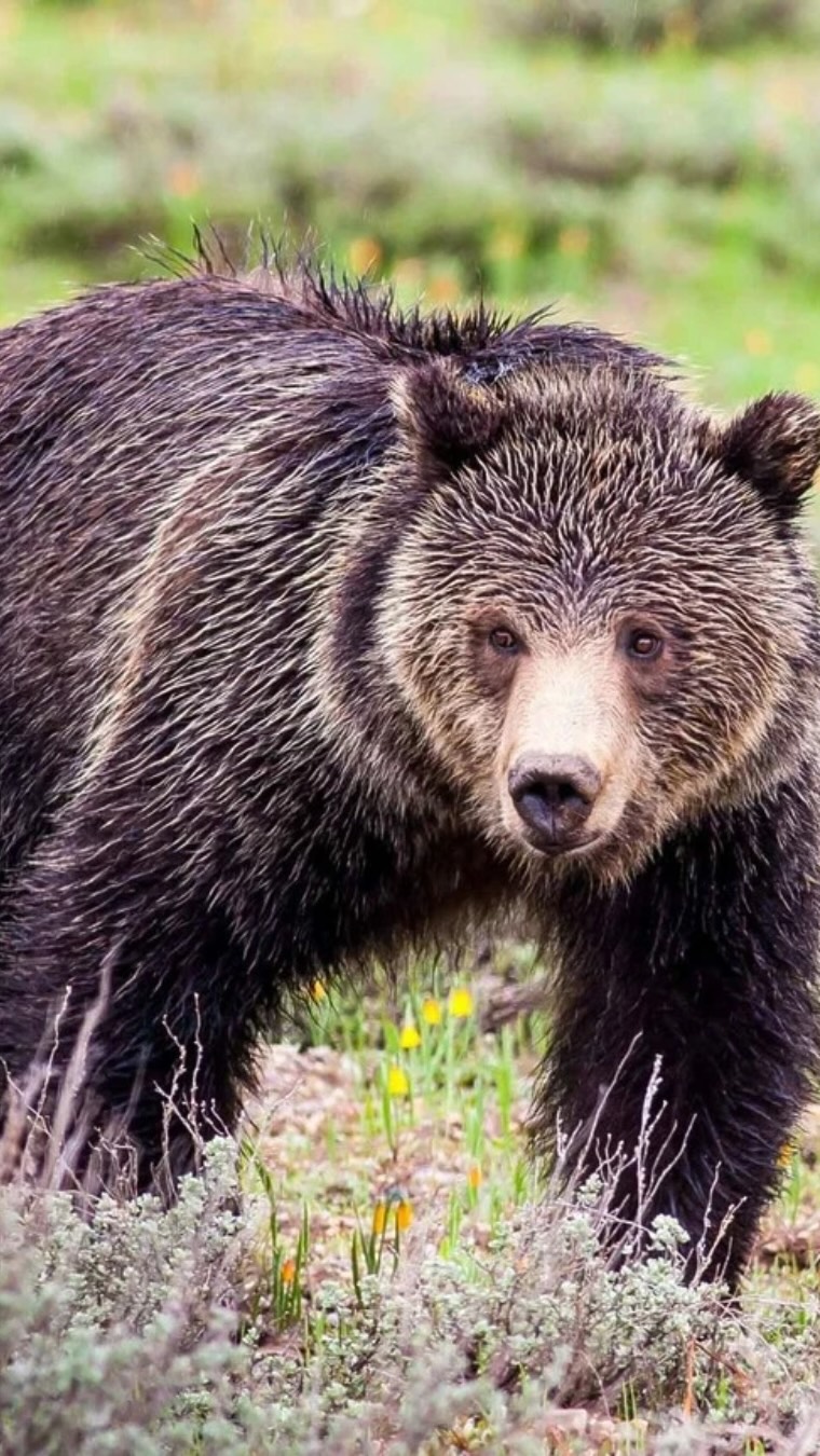 Sarah Clark experiences Jackson Hole's sights, sounds, tastes, and ...