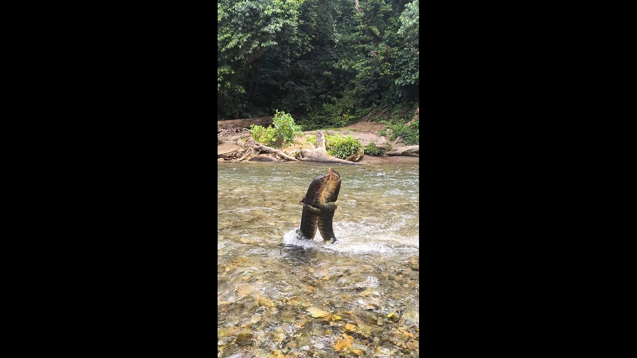 Two monitor lizards wrestle upright in Indonesian river