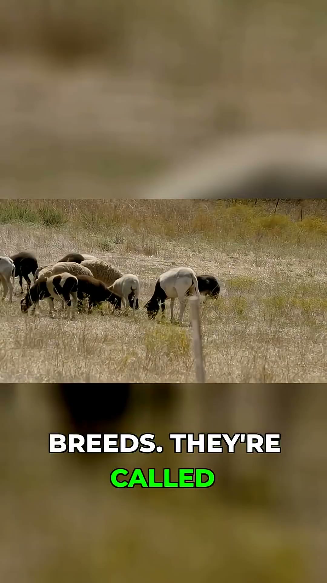 The border collie's secret weapon: the strong eye!
