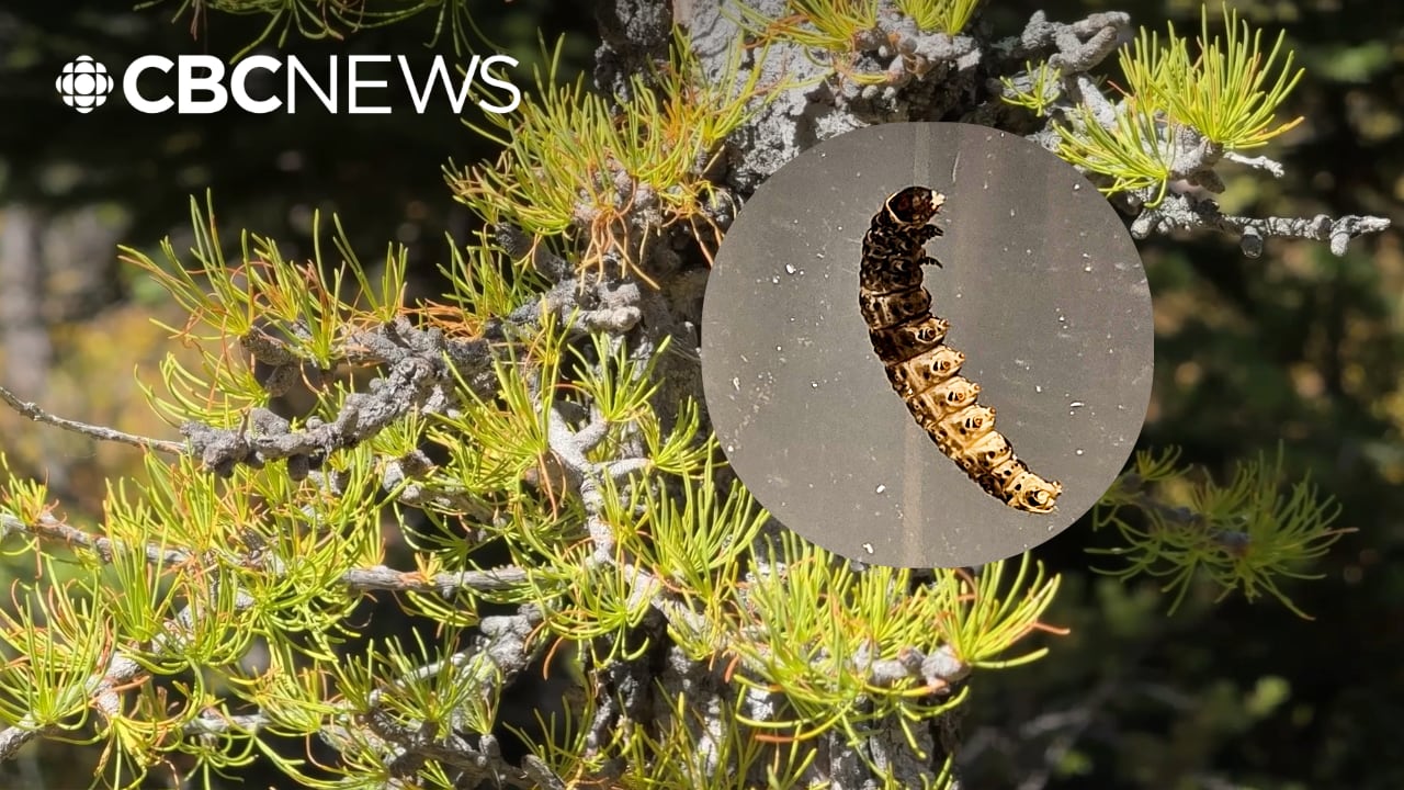 Golden larches in Banff damaged in severe insect outbreak