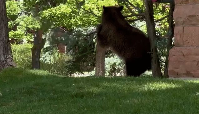 Bear satisfies backside itch with nature's scratching post