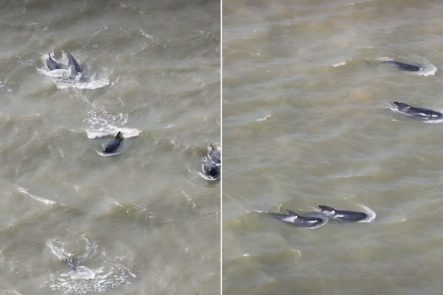 25 whales guided back out to sea in 6-hour mission after getting lost ...