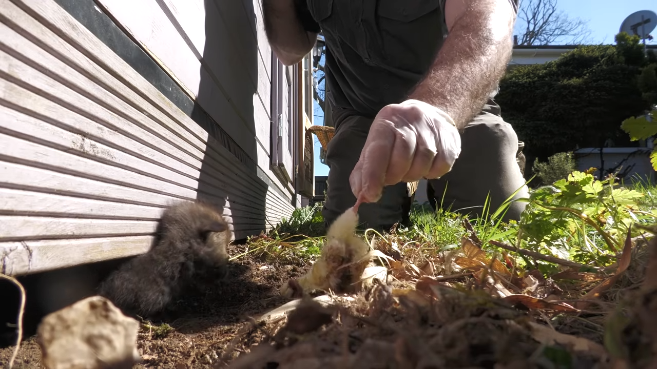 They thought there were only 2 babies under the shed... then another ...