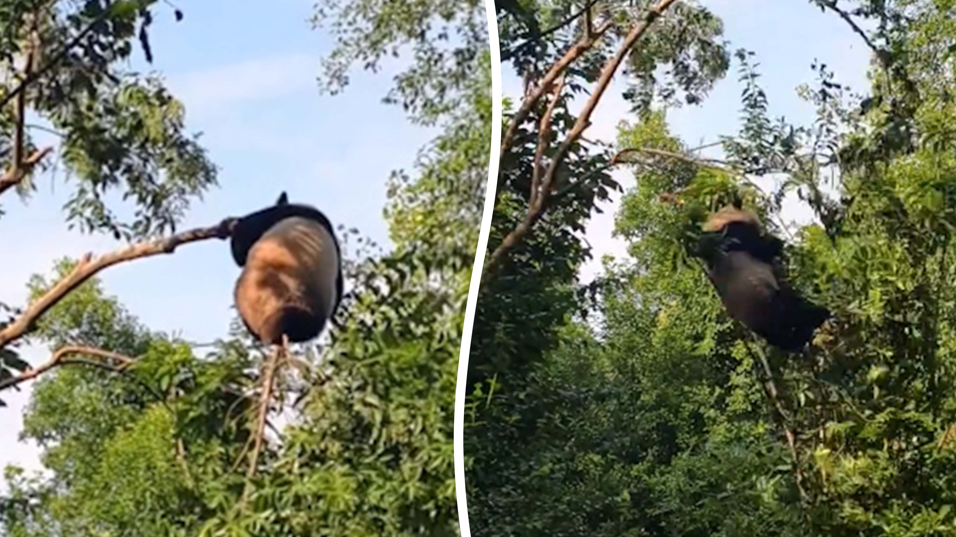 Panda tumbles to ground after branch snaps while climbing tree