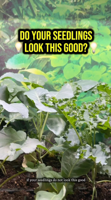 Common seedling problems caused by insufficient light