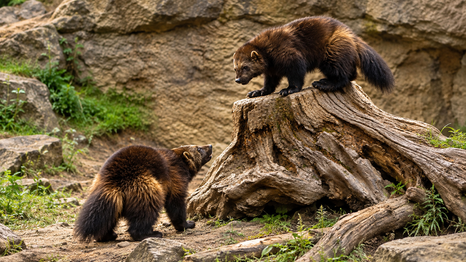 Hidden camera captures two wolverines facing off around a fallen tree stump