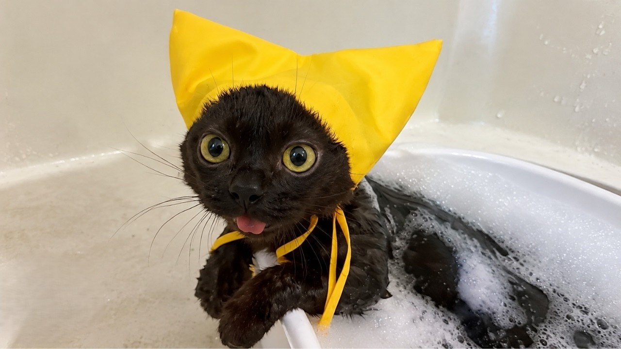 Tiny cat has his tongue out 24/7 - and complains like a grumpy grandpa