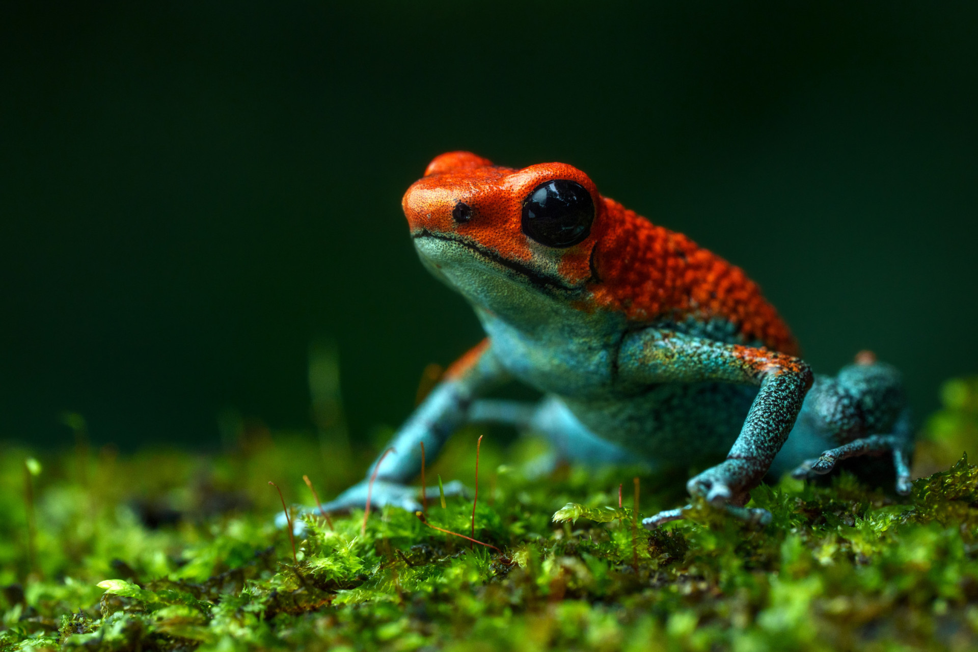 Meet the world's most poisonous animals