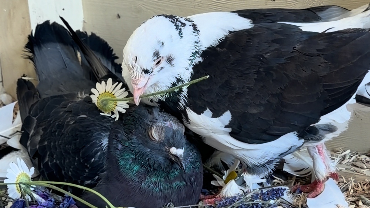 Devoted pigeon brought flowers to his resting partner