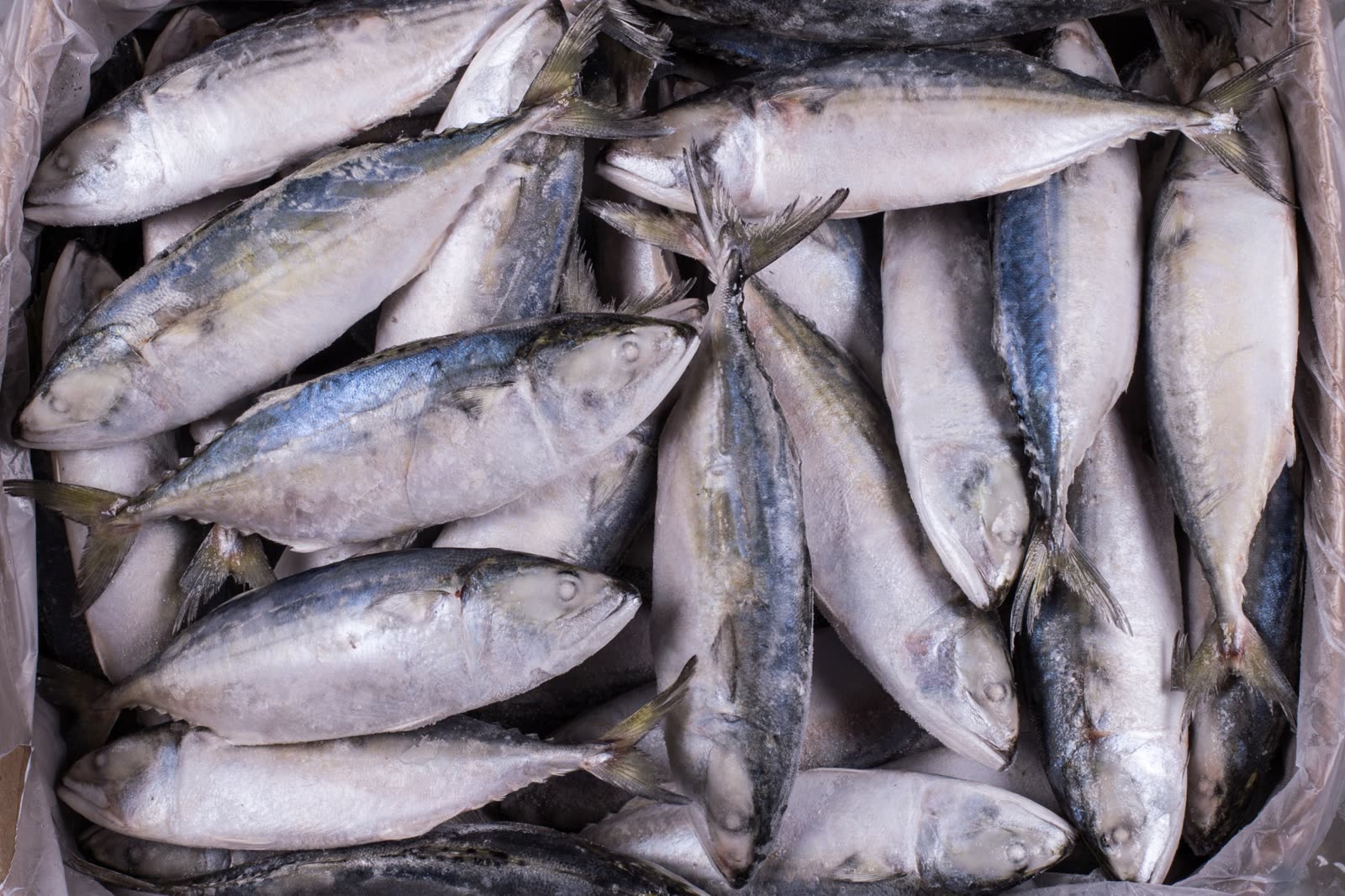 how-eating-mackerel-every-day-can-affect-your-heart-brain-and-cholesterol