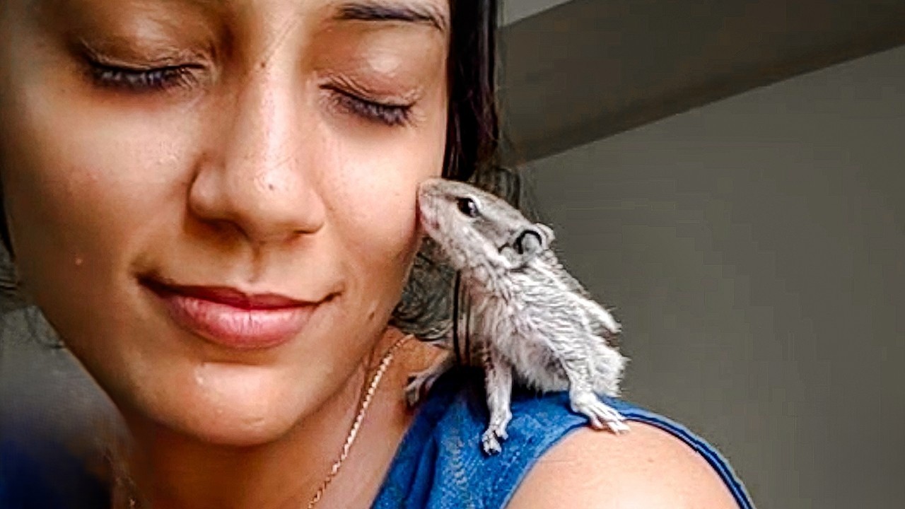 Woman sets her rescue chipmunk free... a month later, she finds her ...