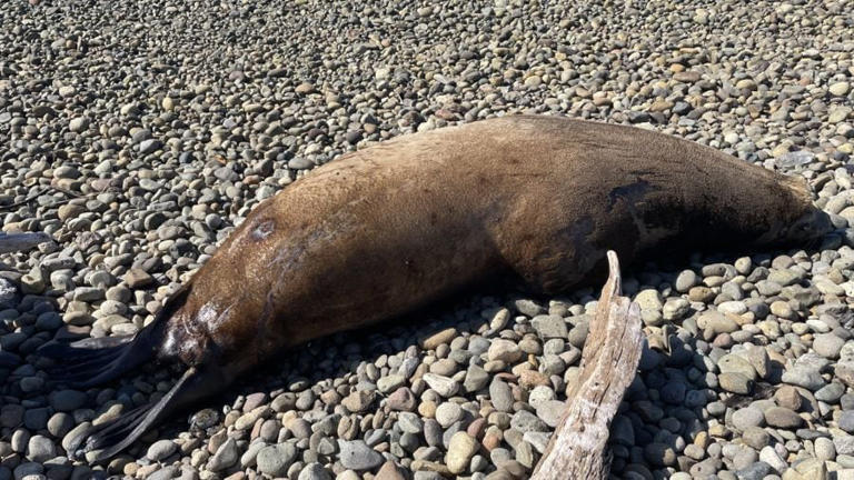 700-pound sea lion found dead in West Seattle, shot at least 12 times ...