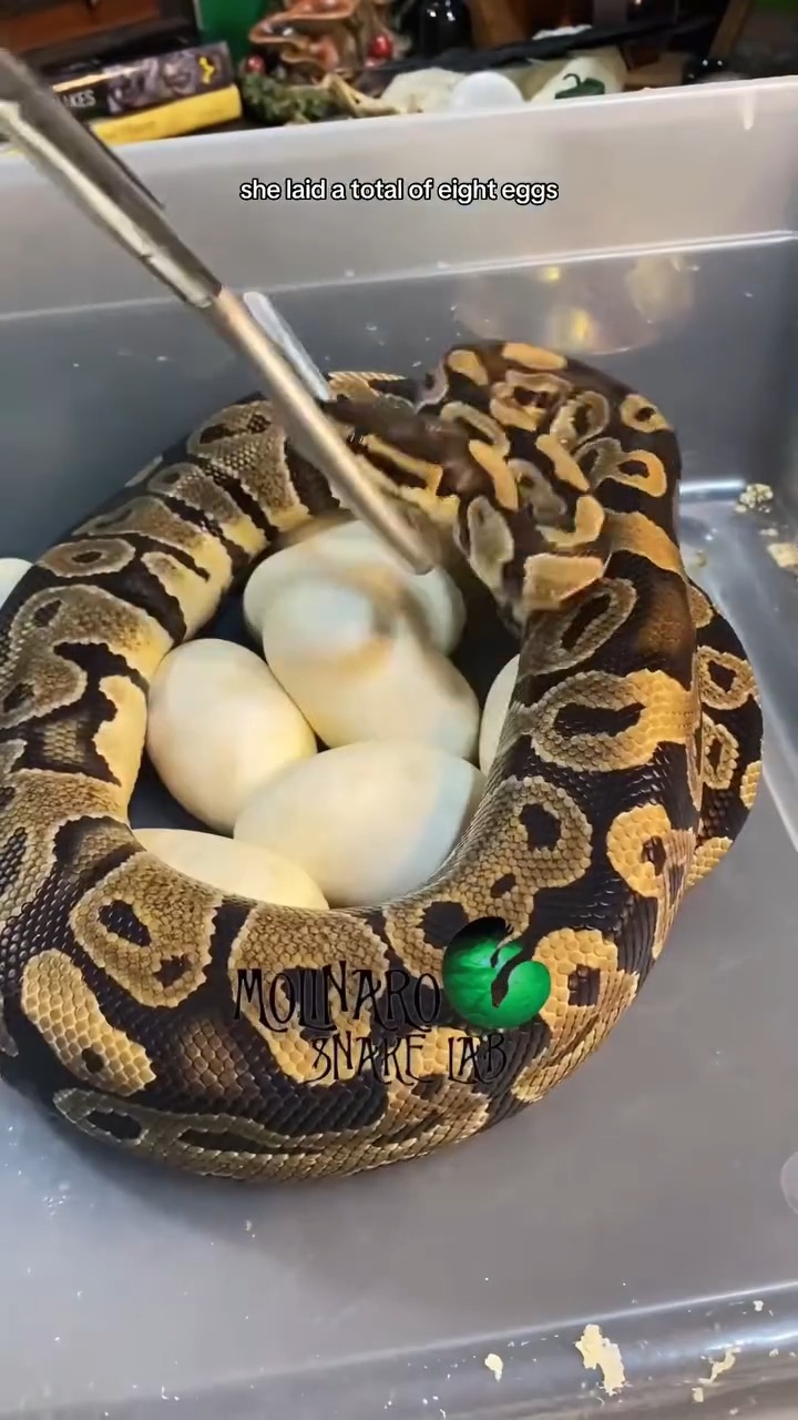 Different ball python clutch! I think I'll do this