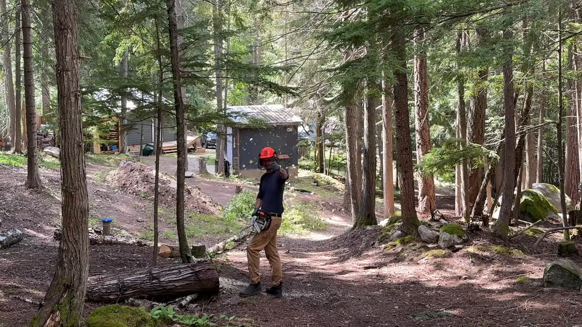 They cut down a 100-foot hemlock for their future home… then realized ...