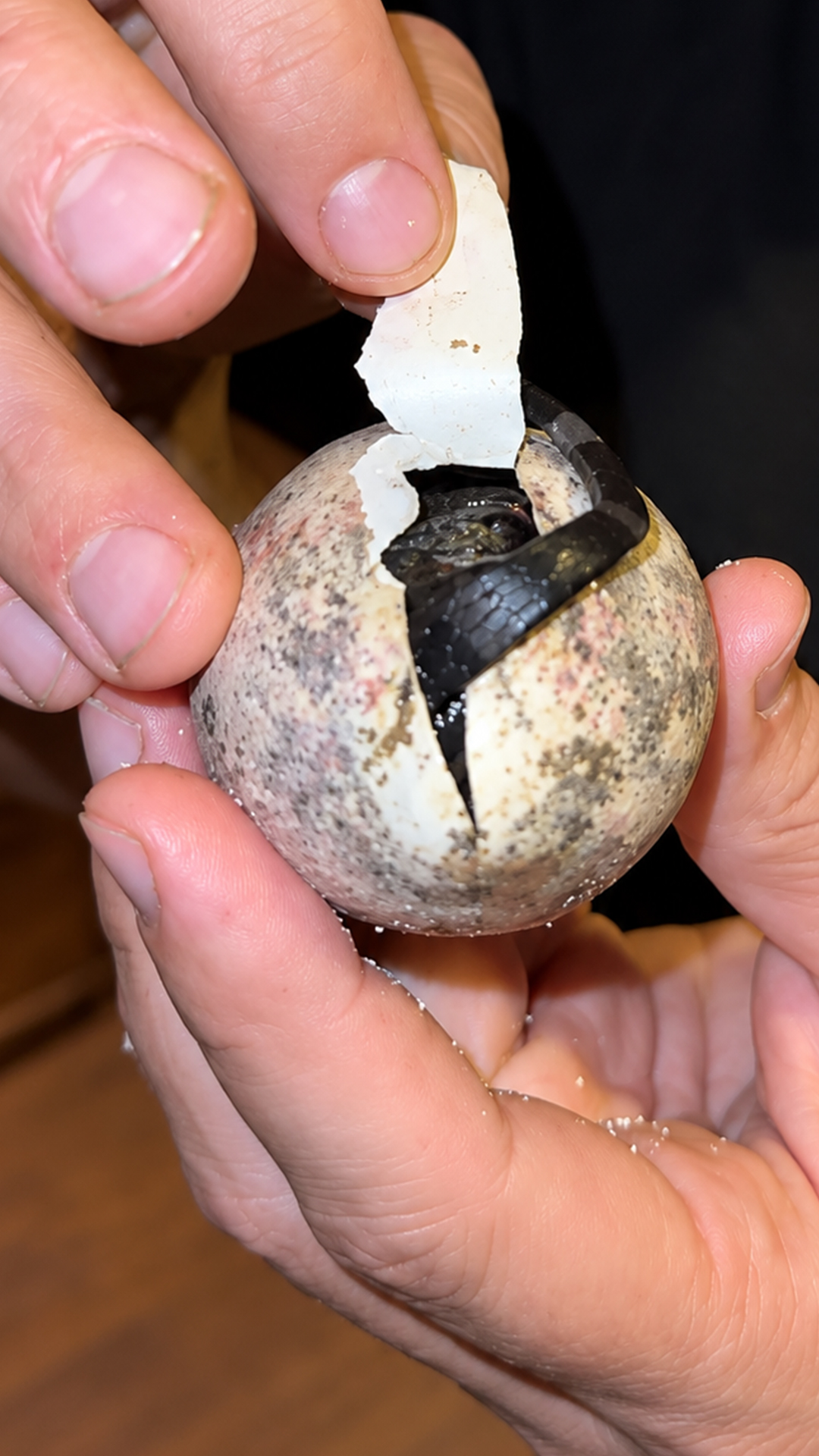 Peeling back this egg shell reveals a tiny curled black dragon inside