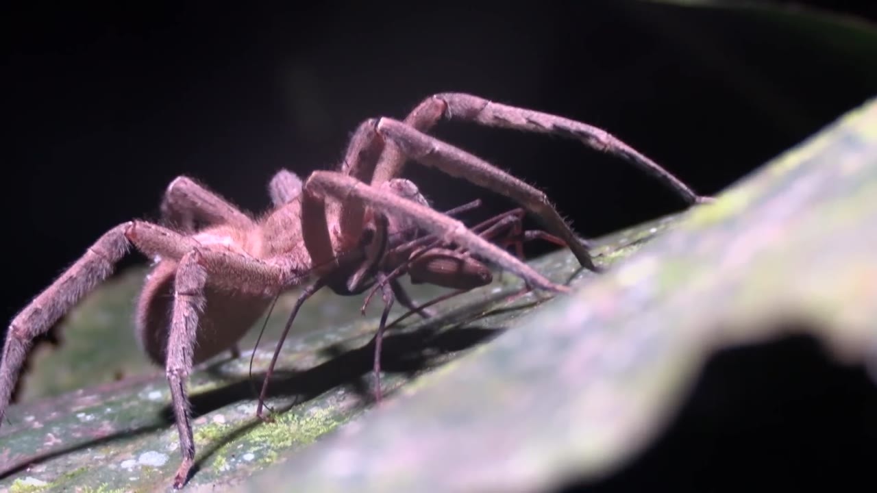 The six-eyed sand spider took the top spot in a wildlife educator’s ...
