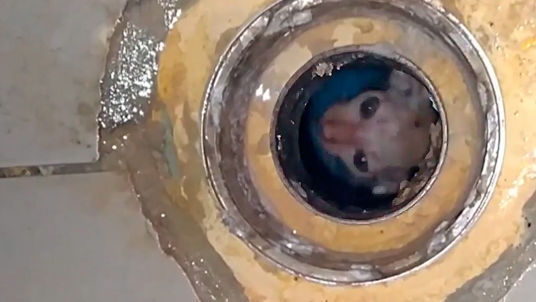 These daring animal rescues will make your heart race