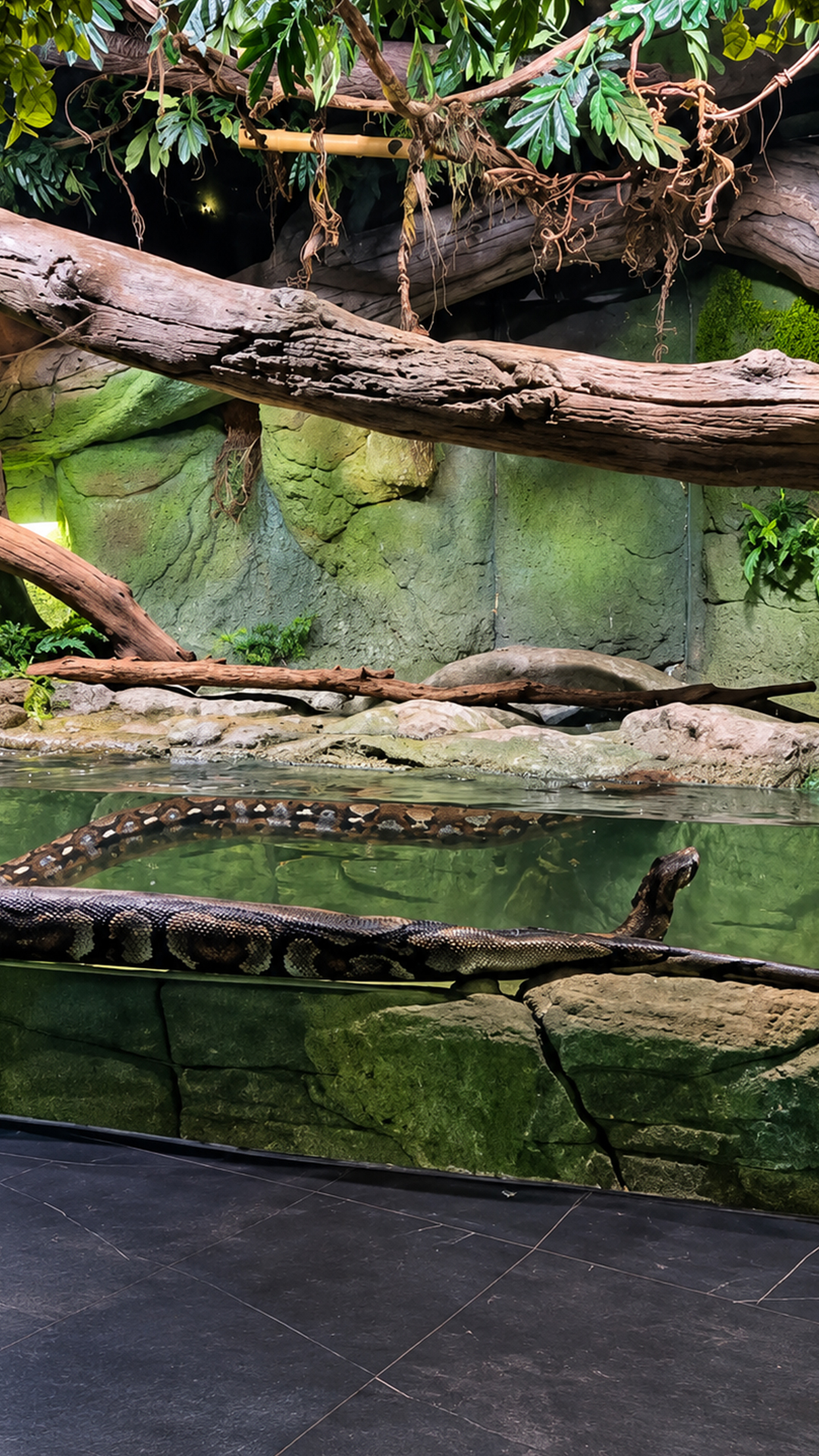 A massive python stretches completely across a large zoo enclosure