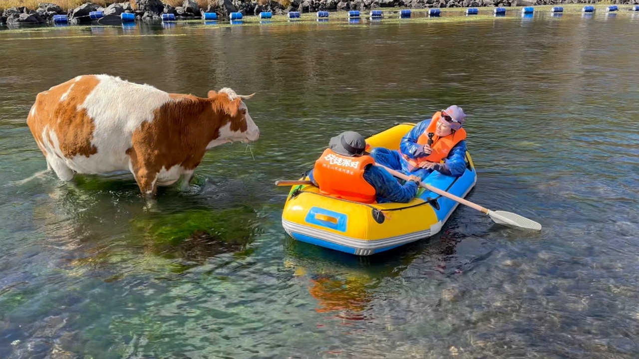 Cow gently steps aside for inflatable boat on Inner Mongolia river